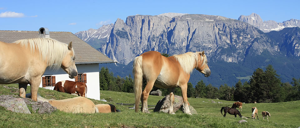 Pferde am Rittnerhorn
